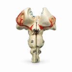 Human Brain Stem